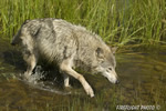 wildlife;Wolf;Wolves;Canis-lupus;Gray-Wolf;Timber-Wolf;Montana;DDD;Creek;Grass