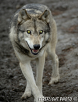 wildlife;Wolf;Wolves;Canis-lupus;Gray-Wolf;Timber-Wolf;Canada;Glowing-Eyes