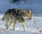 wildlife;Wolf;Wolves;Canis-lupus;Gray-Wolf;Timber-Wolf;MOAB;UTAH;AOM;Snow