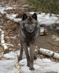 wildlife;Wolf;Wolves;Canis-lupus;Gray-Wolf;Timber-Wolf;New-Jersey;Lakota-Wolf-Preserve;Snow