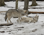 wildlife;Wolf;Wolves;Canis-lupus;Gray-Wolf;Timber-Wolf;New-Jersey;Lakota-Wolf-Preserve;Snow;Dominance