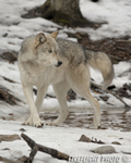 wildlife;Wolf;Wolves;Canis-lupus;Gray-Wolf;Timber-Wolf;New-Jersey;Lakota-Wolf-Preserve;Intense;Snow