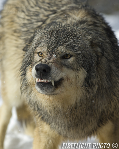 wildlife;Wolf;Wolves;Canis lupus;Gray Wolf;Timber Wolf;Montana;AOM;Head Shot;Snarling;Growling