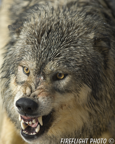 wildlife;Wolf;Wolves;Canis lupus;Gray Wolf;Timber Wolf;Montana;AOM;Head Shot;Snarling;Growling