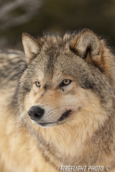 wildlife;Wolf;Wolves;Canis lupus;Gray Wolf;Timber Wolf;Montana;AOM;Head Shot