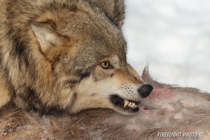 wildlife;Wolf;Wolves;Canis lupus;Gray Wolf;Timber Wolf;Montana;AOM;Head Shot;Snarling;Growling