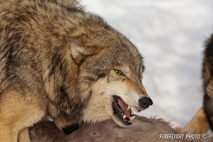 wildlife;Wolf;Wolves;Canis lupus;Gray Wolf;Timber Wolf;Montana;AOM;Head Shot;Snarling;Growling