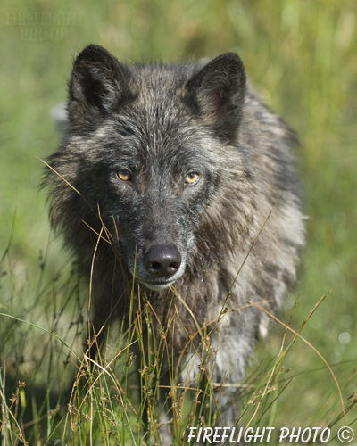 wildlife;Wolf;Wolves;Canis lupus;Gray Wolf;Timber Wolf;Montana;DDD;Head Shot