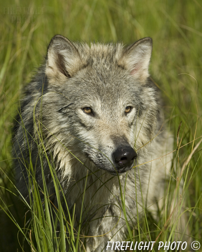 wildlife;Wolf;Wolves;Canis lupus;Gray Wolf;Timber Wolf;Montana;DDD;Head Shot;Grass