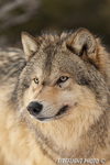 wildlife;Wolf;Wolves;Canis-lupus;Gray-Wolf;Timber-Wolf;Montana;AOM;Head-Shot