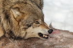 wildlife;Wolf;Wolves;Canis-lupus;Gray-Wolf;Timber-Wolf;Montana;AOM;Head-Shot;Snarling;Growling
