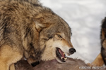 wildlife;Wolf;Wolves;Canis-lupus;Gray-Wolf;Timber-Wolf;Montana;AOM;Head-Shot;Snarling;Growling