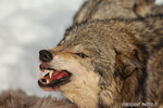 wildlife;Wolf;Wolves;Canis-lupus;Gray-Wolf;Timber-Wolf;Montana;AOM;Head-Shot;Snarling;Growling