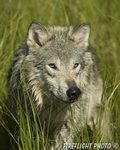 wildlife;Wolf;Wolves;Canis-lupus;Gray-Wolf;Timber-Wolf;Montana;DDD;Head-Shot;Grass
