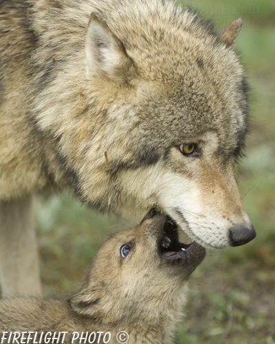 wildlife;Wolf;Wolves;Canis lupus;Gray Wolf;Timber Wolf;Pup;Interaction;Montana;AOM;Interaction