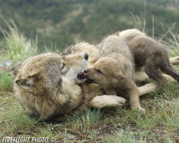 wildlife;Wolf;Wolves;Canis lupus;Gray Wolf;Timber Wolf;Pup;Interaction;Montana;AOM;Interaction