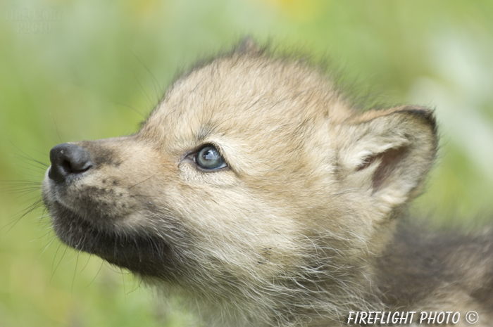 wildlife;Wolf;Wolves;Canis lupus;Gray Wolf;Timber Wolf;Pup;Head Shot;Montana;AOM