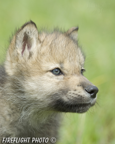 wildlife;Wolf;Wolves;Canis lupus;Gray Wolf;Timber Wolf;Pup;Head Shot;AOM