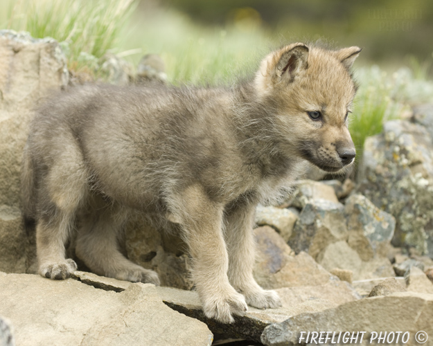 wildlife;Wolf;Wolves;Canis lupus;Gray Wolf;Timber Wolf;Pup;Montana;AOM;Rocks
