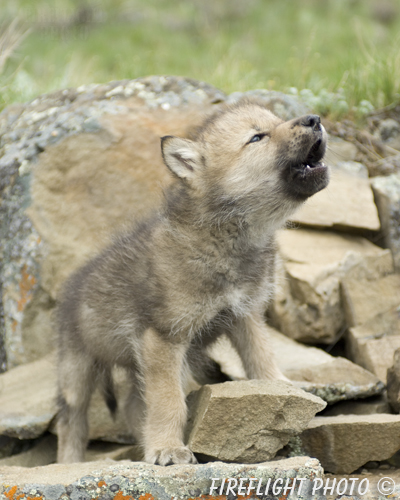 wildlife;Wolf;Wolves;Canis lupus;Gray Wolf;Timber Wolf;Pup;Howling;Rocks;AOM;Montana