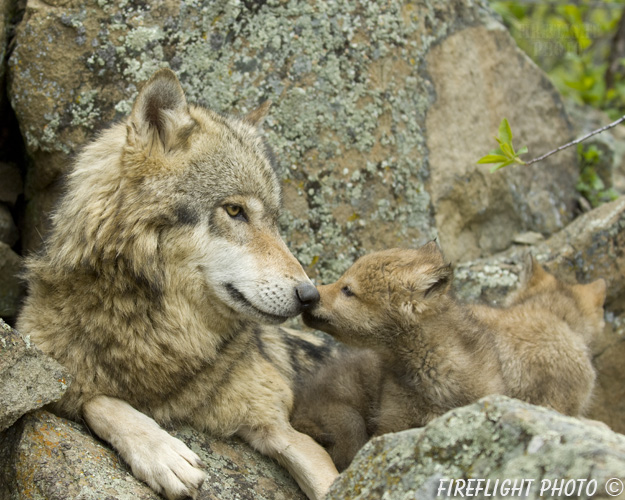 wildlife;Wolf;Wolves;Canis lupus;Gray Wolf;Timber Wolf;Pup;Interaction;Montana;AOM;Interaction