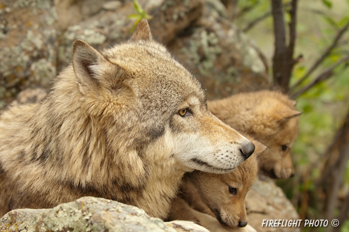 wildlife;Wolf;Wolves;Canis lupus;Gray Wolf;Timber Wolf;Pup;Interaction;Montana;AOM;Interaction