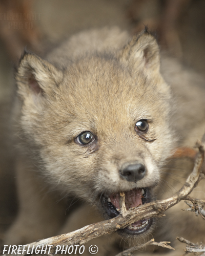 wildlife;Wolf;Wolves;Canis lupus;Gray Wolf;Timber Wolf;Pup;Montana;AOM