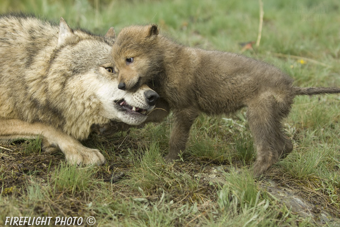 wildlife;Wolf;Wolves;Canis lupus;Gray Wolf;Timber Wolf;Pup;Interaction;Montana;AOM;Growling