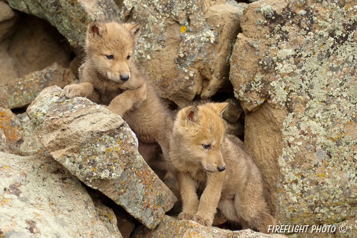 wildlife;Wolf;Wolves;Canis lupus;Gray Wolf;Timber Wolf;Pup;Interaction;Montana;AOM;Interaction