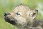 wildlife;Wolf;Wolves;Canis-lupus;Gray-Wolf;Timber-Wolf;Pup;Head-Shot;Montana;AOM