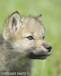 wildlife;Wolf;Wolves;Canis-lupus;Gray-Wolf;Timber-Wolf;Pup;Head-Shot;AOM
