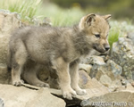 wildlife;Wolf;Wolves;Canis-lupus;Gray-Wolf;Timber-Wolf;Pup;Montana;AOM;Rocks