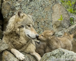 wildlife;Wolf;Wolves;Canis-lupus;Gray-Wolf;Timber-Wolf;Pup;Interaction;Montana;AOM;Interaction