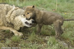 wildlife;Wolf;Wolves;Canis-lupus;Gray-Wolf;Timber-Wolf;Pup;Interaction;Montana;AOM;Growling