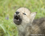 wildlife;Wolf;Wolves;Canis-lupus;Gray-Wolf;Timber-Wolf;Pup;howling;Montana