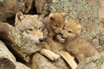wildlife;Wolf;Wolves;Canis-lupus;Gray-Wolf;Timber-Wolf;Pup;Interaction;Montana;AOM;Interaction