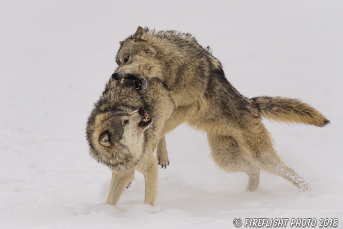 wildlife;Wolf;Wolves;Canis Lupus;snow;fight;action;Montana;MT;D5;2018