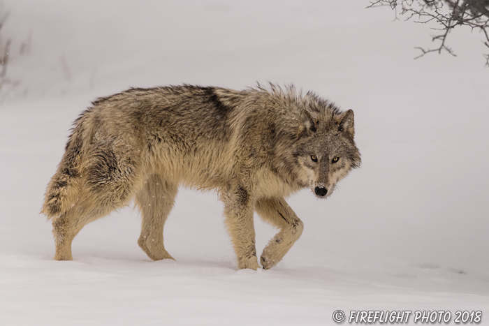 wildlife;Wolf;Wolves;Canis Lupus;snow;walking;Montana;MT;D5;2018