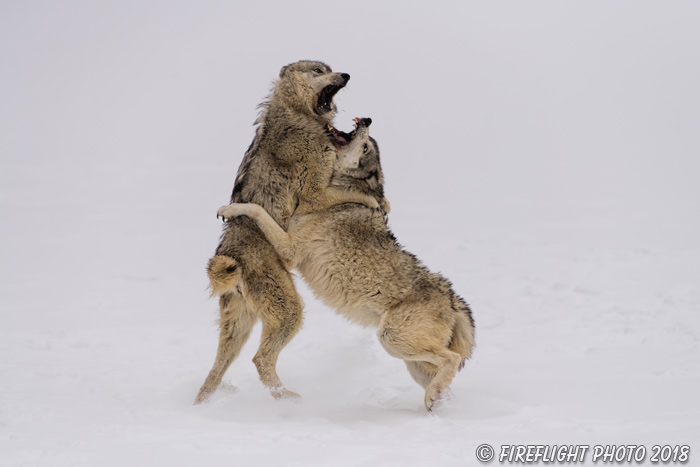 wildlife;Wolf;Wolves;Canis Lupus;snow;fight;action;Montana;MT;D850;2018