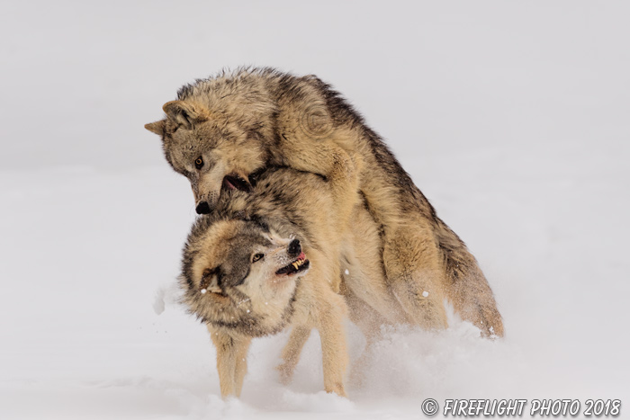 wildlife;Wolf;Wolves;Canis Lupus;snow;fight;action;Montana;MT;D5;2018