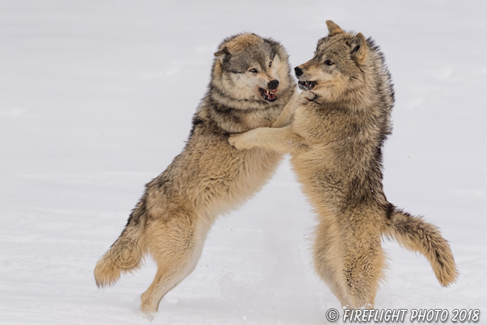 wildlife;Wolf;Wolves;Canis Lupus;snow;fight;action;Montana;MT;D5;2018