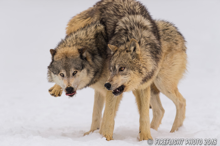 wildlife;Wolf;Wolves;Canis Lupus;snow;dominance;Montana;MT;D5;2018