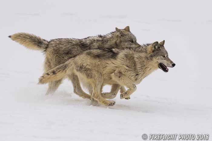 wildlife;Wolf;Wolves;Canis Lupus;snow;running;Montana;MT;D5;2018