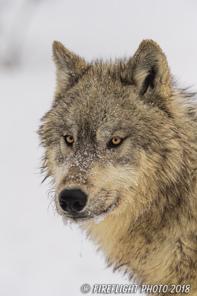 wildlife;Wolf;Wolves;Canis Lupus;snow;portrait;head shot;Montana;MT;D5;2018