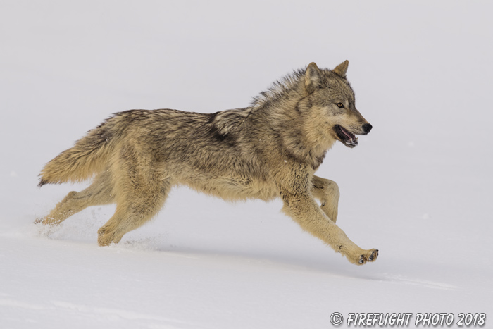 wildlife;Wolf;Wolves;Canis Lupus;snow;run;running;Montana;MT;D5;2018