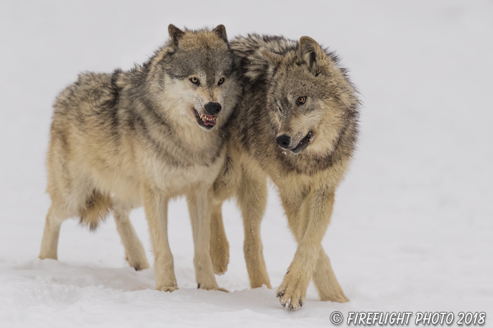 wildlife;Wolf;Wolves;Canis Lupus;snow;dominance;Montana;MT;D5;2018