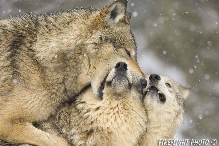 wildlife;Wolf;Wolves;Canis lupus;Gray Wolf;Timber Wolf;Montana;AOM;Snarling;Growling