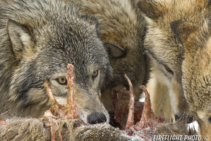 wildlife;Wolf;Wolves;Canis lupus;Gray Wolf;Timber Wolf;Montana;AOM;Head Shot;Carcass