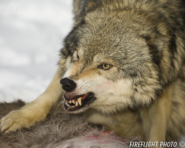wildlife;Wolf;Wolves;Canis lupus;Gray Wolf;Timber Wolf;Montana;AOM;Head Shot;Carcass