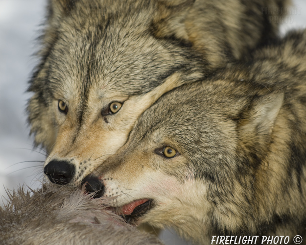 wildlife;Wolf;Wolves;Canis lupus;Gray Wolf;Timber Wolf;Montana;AOM;Head Shot;Carcass